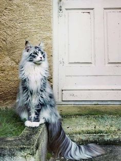 a long haired cat sitting in front of a door with grass growing on the ground