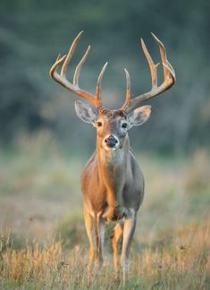 a deer with large antlers standing in the grass