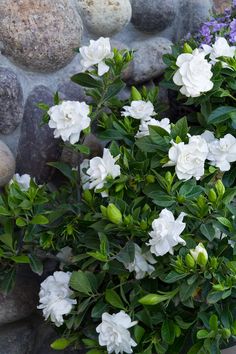 white flowers and green leaves in front of rocks