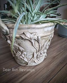 a close up of a plant in a pot on a table