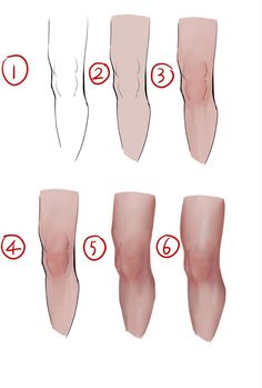 an image of different types of legs and their corresponding parts to be shown in the diagram