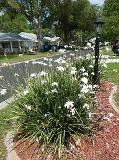 white flowers are growing in the front yard