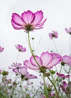 purple flowers are growing in the grass