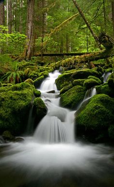 a small waterfall in the middle of a forest filled with green mossy rocks and trees