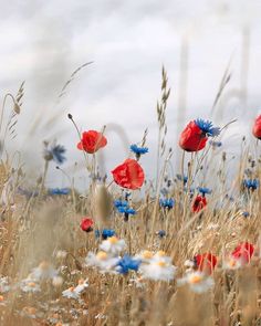 red, white and blue flowers are in the middle of a field with tall grass