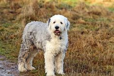 a shaggy white dog standing on top of a grass covered field next to a dirt road