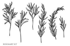 four rosemary plants with leaves drawn in ink on white paper royalty photo and royalty illustration