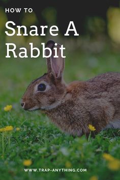 a rabbit sitting in the grass with text overlay reading how to share a rabbit