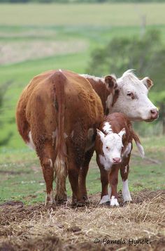 two brown and white cows standing next to each other on top of a grass covered field