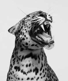 a black and white photo of a leopard with its mouth open