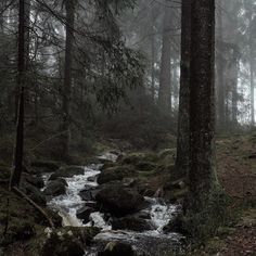 a stream running through a forest filled with lots of trees