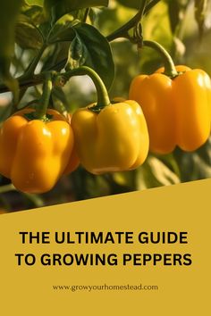 the ultimate guide to growing peppers