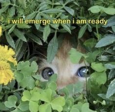 a cat peeking out from behind some green plants and flowers with the caption i will emerge when i am ready