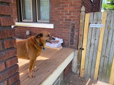 a large brown dog standing on top of a wooden porch next to a brick building