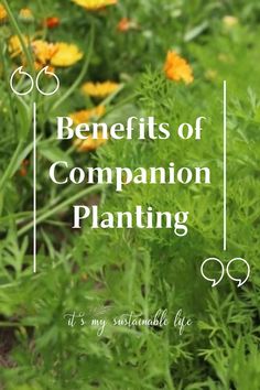 plants with the words benefits of companion planting