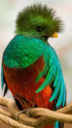 a colorful bird sitting on top of a tree branch