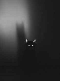 a black cat sitting in the middle of a dark room with its shadow on the wall