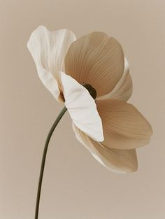 a single white flower in a vase on a beige background with room for text or image