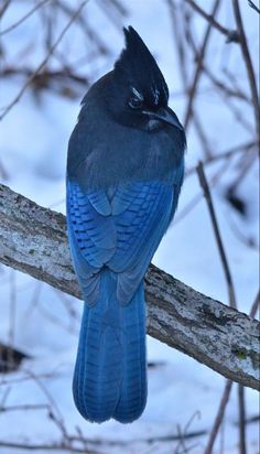 a blue and black bird is perched on a branch