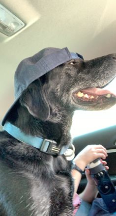 a black dog wearing a hat while sitting in the back seat of a car with its tongue out