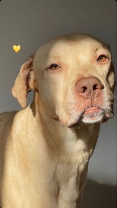 a close up of a dog's face with a heart shaped object in the background