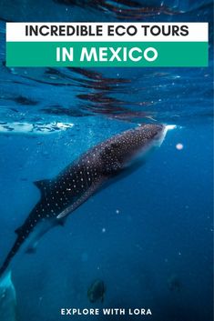 a whale swimming in the ocean with text reading incredible eco tours in mexico explore with lora