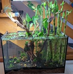 an aquarium filled with plants and rocks