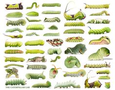 the caterpillars are all different colors and sizes