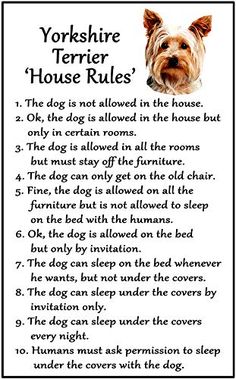 the yorkshire terrier's house rules