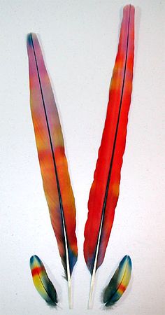 two red feathers with black tips are on a white surface and one is orange, the other is blue