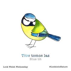 a blue and yellow bird sitting on top of a white background with the words titw