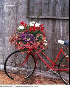 a red bicycle with flowers in the basket parked next to a wooden fence and door