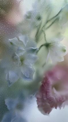 flowers are seen through the frosted glass on a window sill in this artistic photograph