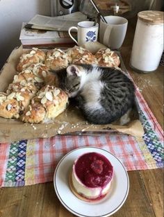 a cat laying on top of a table next to bread