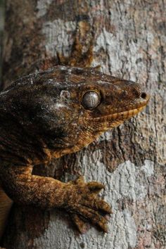 a close up of a lizard on a tree