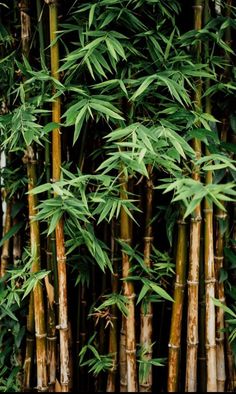 many bamboo trees with green leaves growing on them