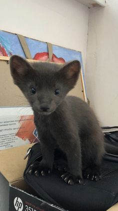 a small black animal sitting on top of a piece of luggage next to a box