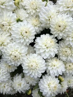 large white flowers with green leaves in the center and bottom petals on each flower head