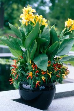 a potted plant with yellow flowers and green leaves on a ledge in front of a pond