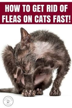 a cat with it's head in its paws and the caption how to get rid of fleas on cats fast