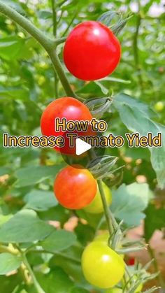 tomatoes growing on the vine with text overlay how to increase tomato yield