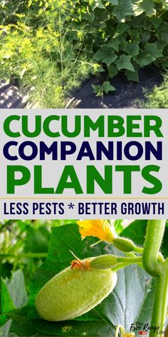 cucumber companion plants with text overlay that reads, cucumber companion plants less pests better growth