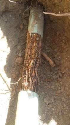 a pipe laying on the ground next to some rocks and tree branches with roots growing out of it