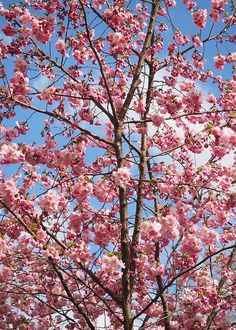 pink flowers are blooming on the branches of trees in front of a blue sky