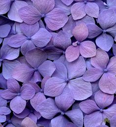 purple flowers that are very close together