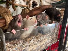 three ratty mice in a cage with their mouths open