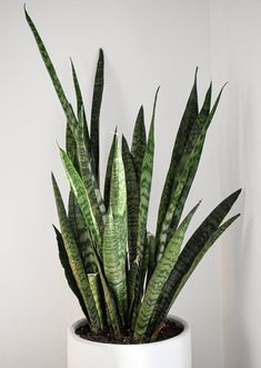 a potted plant sitting on top of a wooden table next to a white wall