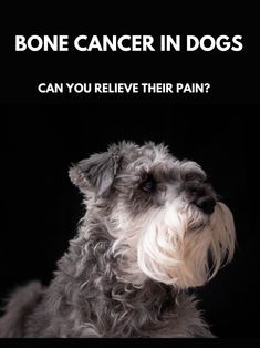 Tumors On Dogs, Dog Brand, Dog Branding, Pet Care Tips, Inspo Board, Pet Life