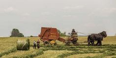 two horses are pulling a hay cart in a field with people standing around it and one horse is plowing the grass