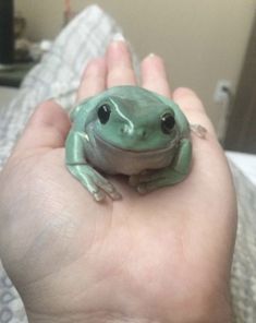 a small green frog sitting on top of someone's hand in a bed room